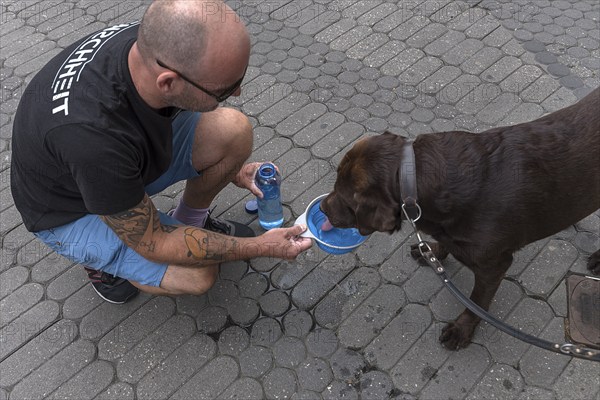 Man giving water to his Labrador in a bowl in the city, Bavaria, Germany, Europe