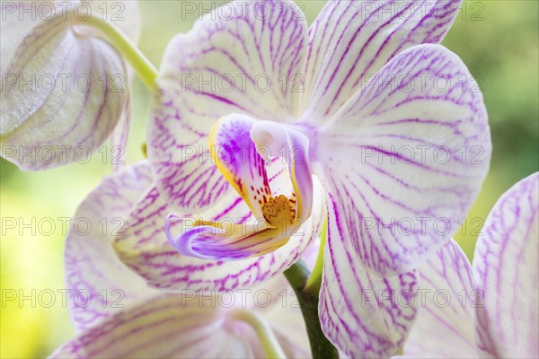 Moth orchid (Phalaenopsis) close-up, white-red