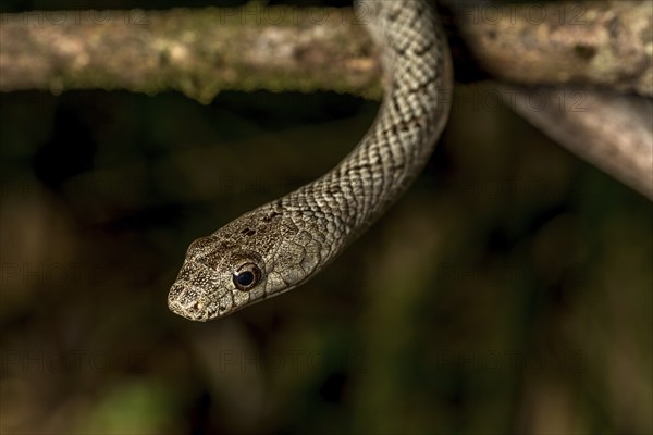 Poison snake (Ithycyphus miniatus), Marojejy National Park, Madagascar, Africa