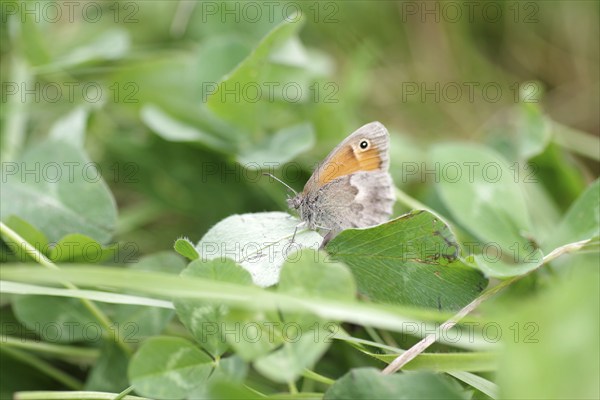 Small heath (Coenonympha pamphilus), butterfly, insect, macro, meadow, clover, The Lesser