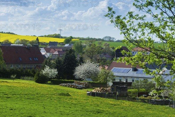 Cows on the pasture in Reinhardtsgrimma