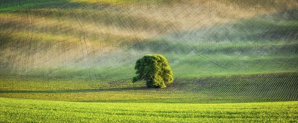 Panorama of lonely tree in Moravian ploughed field rolling landscape, Moravia, Czech Republic,
