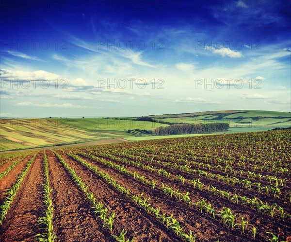Vintage retro effect filtered hipster style image of Rolling fields of Moravia, Czech Republic,