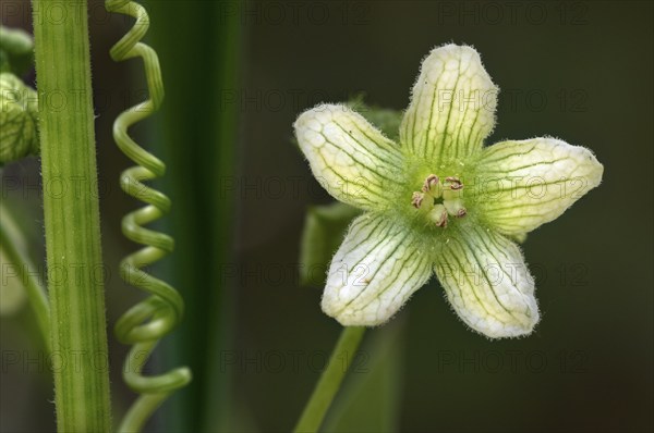 Bryonia cretica dioica, red bryony, red bryony, dioecious bryony, cucurbits, white bryony, red