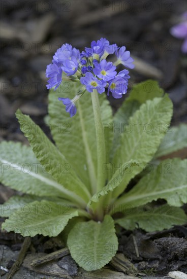 Drumstick primrose (Primula denticulata)