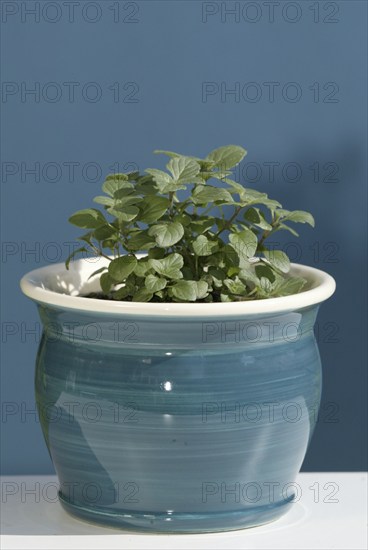 Spearmint in a clinopodium (Calamintha)