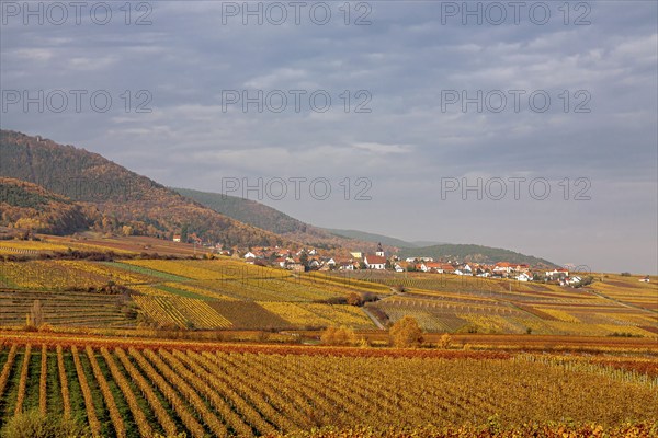 View over colourful vineyards to the wine village of Weyher, autumn, Southern Palatinate,