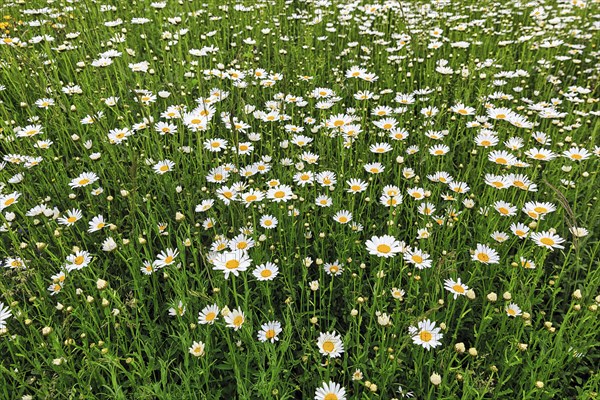 Flowering camomile in the monastery garden, background picture, Dalheim Monastery, State Museum of