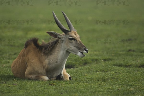 Common eland (Taurotragus oryx), prone, captive