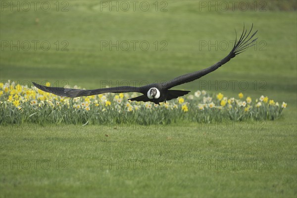 Andean condor (Vultur gryphus), flight, ground, flower meadow, new world vulture (Cathartidae),