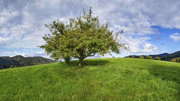 European wild apple (Malus sylvestris) with partly yellow leaves in autumn in Zell am Harmersbach,