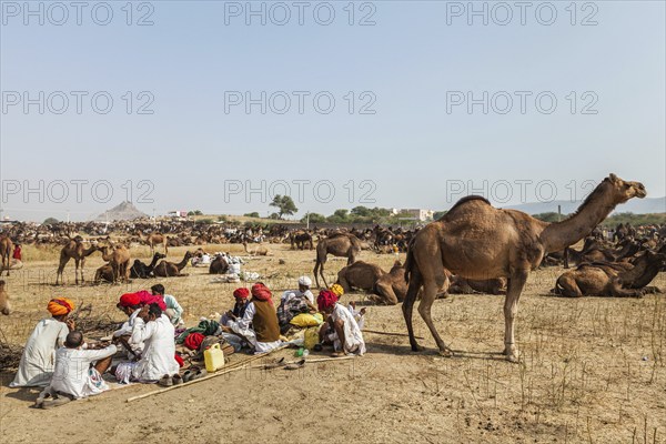 PUSHKAR, INDIA, NOVEMBER 21, 2012: Indian men and camels at Pushkar camel fair (Pushkar Mela),