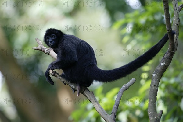 Black red-faced spider monkey (Ateles paniscus), lateral, side