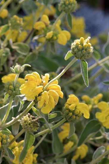Jerusalem sage (Phlomis fruticosa), Crete, Greece, Europe