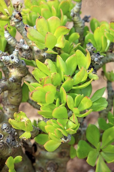 Botter boom (Tylecodon paniculatus)