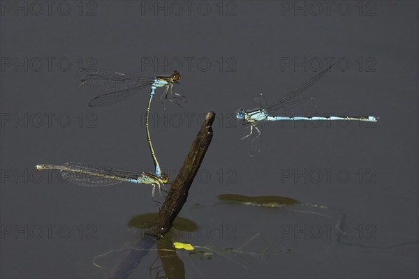 Small red-eyed damselfly (Erythromma viridulum), male and female on deadwood, Cupwinged Dragonfly