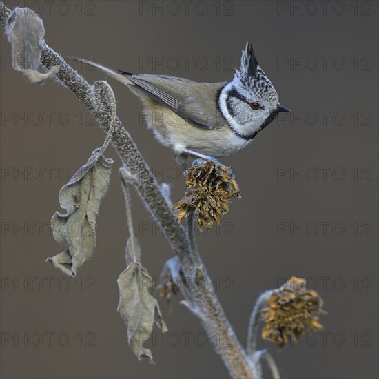 Crested Tit (Lophophanes cristatus), on sunflower stalk, Biosphere Reserve, Swabian Alb,