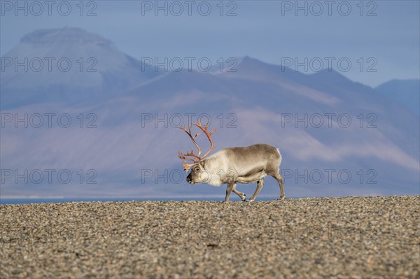 Svalbard Reindeer (Rangifer tarandus platyrhynchus), male, bull with blood-red antlers, tundra in
