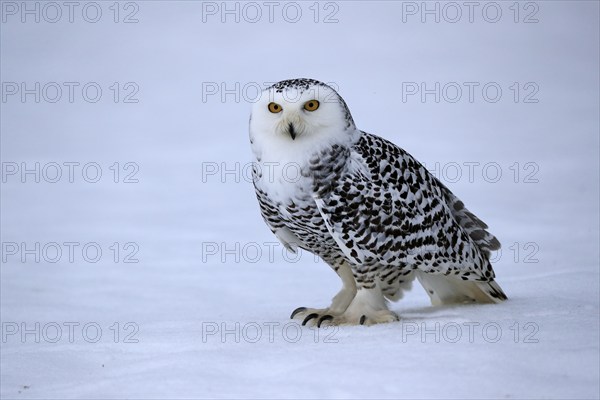 Snowy owl (Nyctea scandiaca), snowy owl, adult, alert, in the snow, foraging, in winter, Bohemian