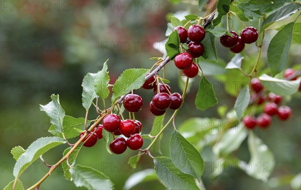 Cherries on a cherry tree, Mösbach, Black Forest, Ortenau district, Baden-Württemberg, Germany,
