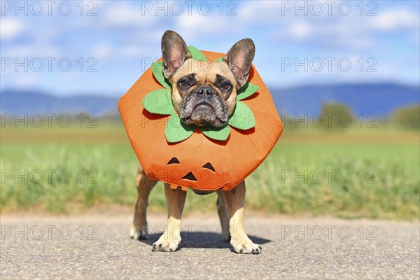 French Bulldog dog dressed up with funny pumpkin Halloween costume standing in front of blurry