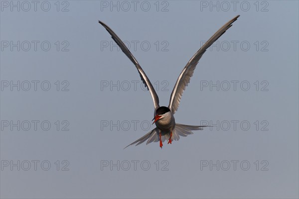 Common Tern (Sterna hirundo), flight study, animal in flight, Lower Saxon Wadden Sea National Park,