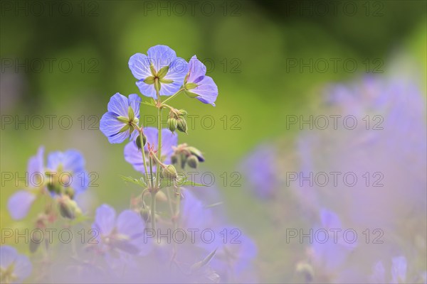 Cranesbill (Geranium wallichianum), Geraniaceae, Göggingen, Baden-Württemberg, Germany, Europe