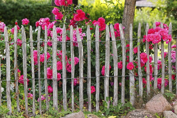 Blooming red roses (Rosa) behind picket fence in cottage garden, rose blossom, Schleswig-Holstein,