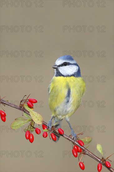 Blue Tit (Parus caeruleus) on Green Barberry (Berberis thunbergii) with red berries in autumn,