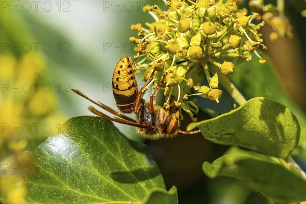 European hornet (Vespa crabro), close-up, Lower Austria, Austria, Europe