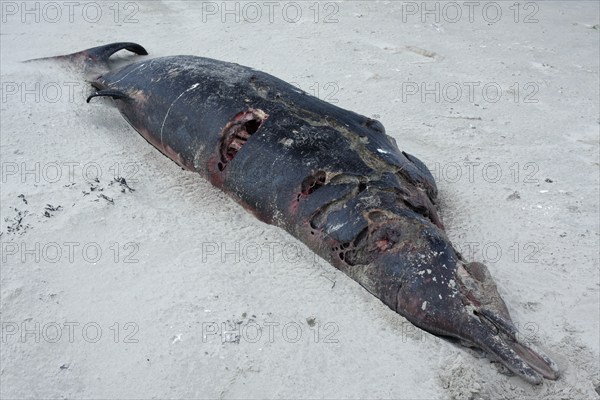 Sowerby's beaked whale (Mesoplodon bidens), North Sea beaked whale, flipper, found dead in the