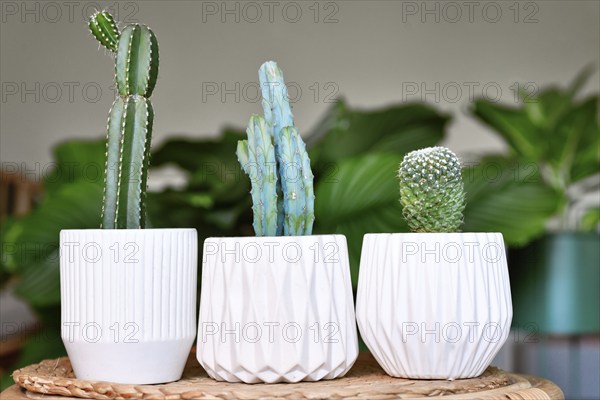 Three different small cacti houseplants in flower pots on table in living room