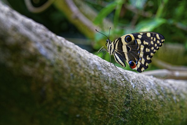 Butterfly on a stem, citrus swallowtail (Papilio demodocus), distribution Afrotropical faunal
