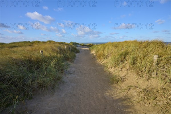 Beach access, sand dune, dune grass, wind, clouds, Zandvoort, North Sea, North Holland, Netherlands