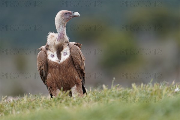 Griffon vulture (Gyps fulvus), portrait, Pyrenees, Catalonia, Spain, Europe
