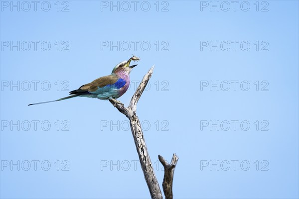 Lilac-breasted roller (Coracias caudatus) perched on a branch catching a bug. Etosha National Park,