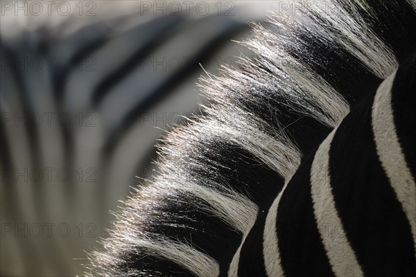Burchells zebra (Equus quagga burchellii) mane and fur in black and white, pattern, Mosi-oa-Tunya