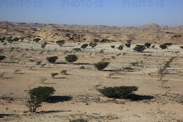 Wadi Dawqah, Incense Tree Cultures, UNESCO World Heritage Site, frankincense (Boswellia Sacra)