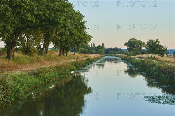 The old Ludwig-Donau-Main-Kanal with a Mute swan (Cygnus olor) near Neumarkt at sunrise, Upper