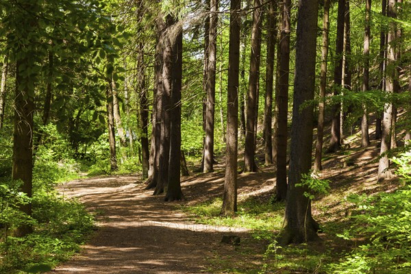 The Tharandt Forest, formerly known as the Grillenburg Forest, is a landscape in the centre of