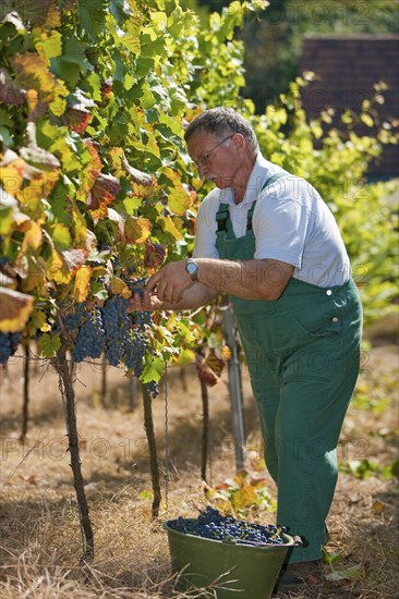 Grape grape harvest in the Spaargebirge near Meißen