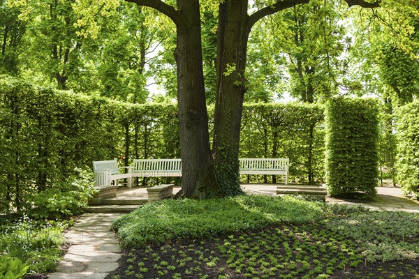 Pillnitz Palace Park in spring