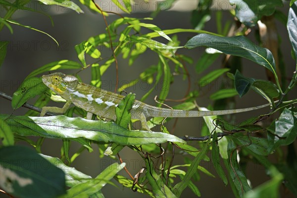 Panther Chameleon (Furcifer pardalis), young, Madagascar, Africa