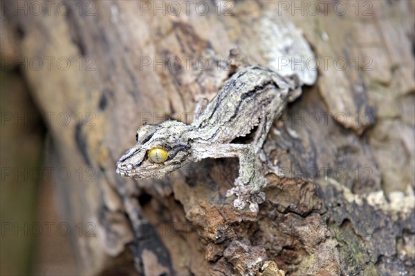 Mossy mossy leaf-tailed gecko (Uroplatus sikorae), Madagascar, Africa