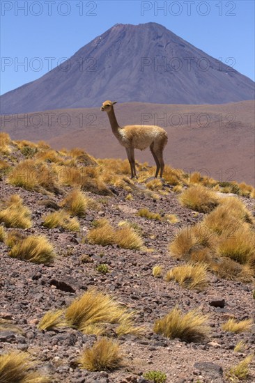 Vicunia (Vicugna vicugna) (Llama vicugna), Vicuna, Altiplano, Chile, South America