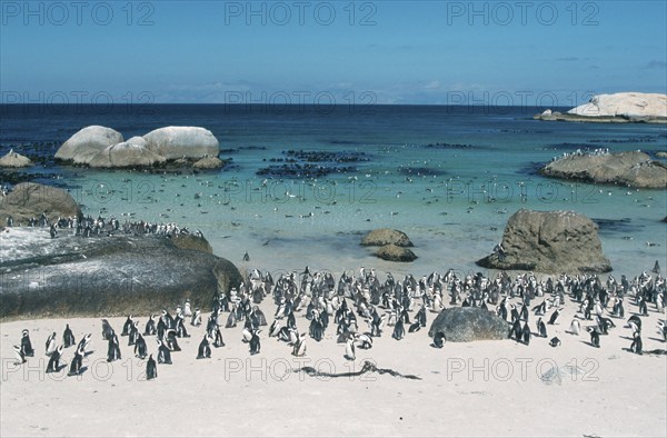 Jackass Penguin (Spheniscus demersus) colony, Boulders Beach, South Africa, Africa
