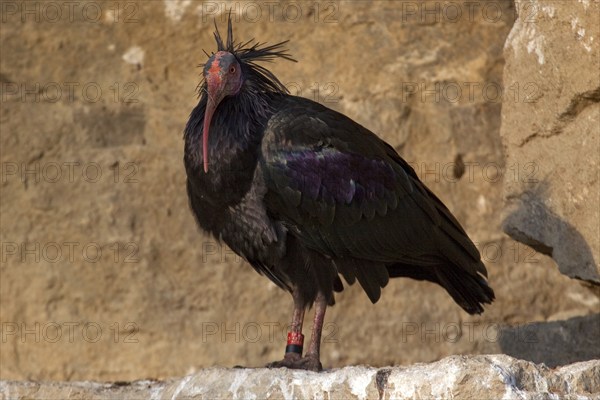 Northern bald ibis (Geronticus eremita), captive, Bad Mergentheim Wildlife Park, Baden-Württemberg,