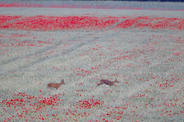 Roe deer (Capreolus capreolus) adult male buck and female doe in a farmland wheat field with