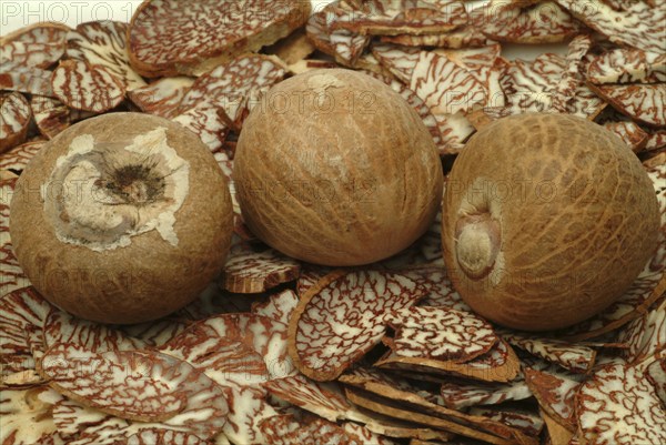 Supari, Areca nut, betel nut, areca nut, puga, pinag, whole fruit, fruit of the areca palm (Areca