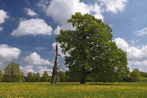 Meadow meadows blooming with buttercups, campion and bluebells in spring, Middle Elbe Biosphere